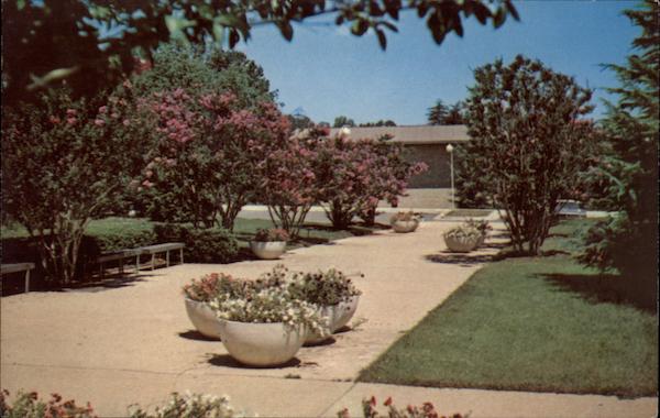 Crepe Myrtle - Rossmor Leisure World Rossmoor Maryland