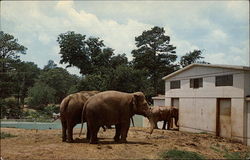Elephants at the Grant Park Zoo Postcard