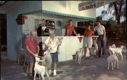 Nursery Picture, Tommy Bartlett's Deer Ranch Postcard