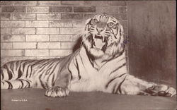 Bara the Bengal Tiger New York, NY Postcard Postcard