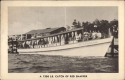 A 1200 Lb. Catch of Red Snapper Carrabelle, FL Postcard Postcard