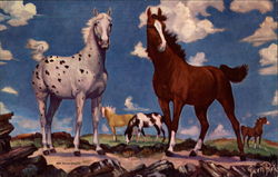 Appaloosa and Arabian Stallions Postcard