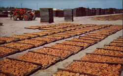 Fruit Drying Yard San Joaquin Valley, CA Postcard Postcard