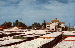 Bales of California Cotton Postcard