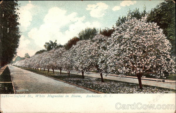 Oxford St., White Magnolias in Bloom Rochester New York