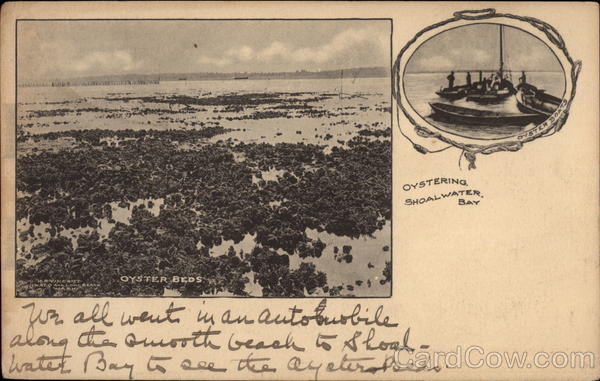 Oyster Beds, Shoalwater Bay (Willapa Bay) Ilwaco Washington