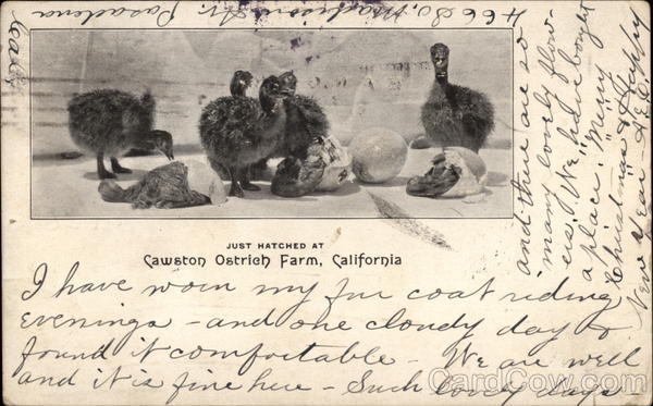 Just Hatched at Cawston Ostrich Farm Pasadena California