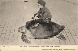 Large Green Turtle, Weight 313 Lbs Brooklyn, NY Postcard Postcard