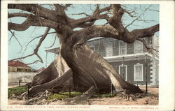 Ceiba or Silk Cotton Tree Postcard