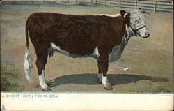 A Short Horn Texas Cow Cows & Cattle Postcard Postcard