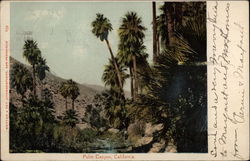 Palm Trees, Palm Canyon Postcard