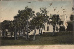 Palmetto Trees at the Old Slavemarket Bermuda, Bermuda Postcard Postcard