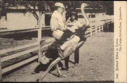 Bareback Riding on "Cyclone", The Florida Ostrich Farm Postcard