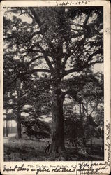 The Old Oaks The Old Oaks