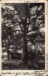 The Old Oaks Postcard