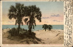 Palmettoes on the Isle of Palms Postcard