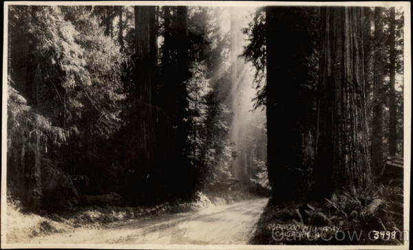 Redwood Highway California
