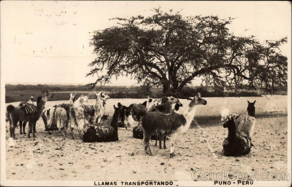 Llamas Transportando Puno Peru