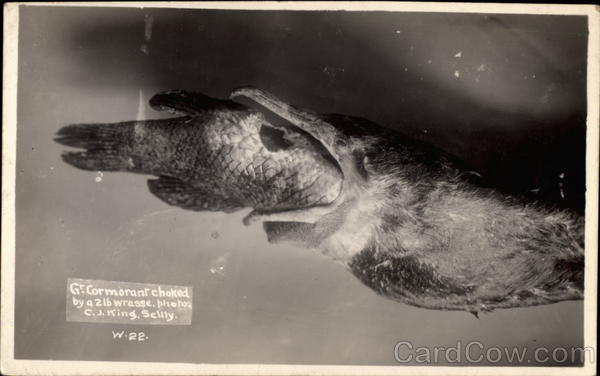 Cormorant Choked by a 2-Lb Wrasse Birds