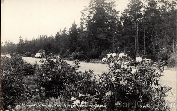 Rhododendron on The Oregon Coast Highway