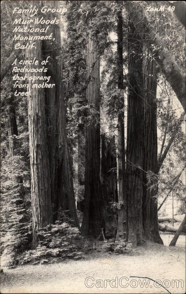 Family Group, Muir Woods Mill VAlley California