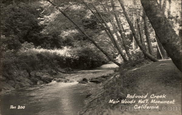 Redwood Creek, Muir Woods Mill Valley California zan