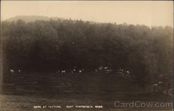 Herd at Pasture East Northfield Massachusetts