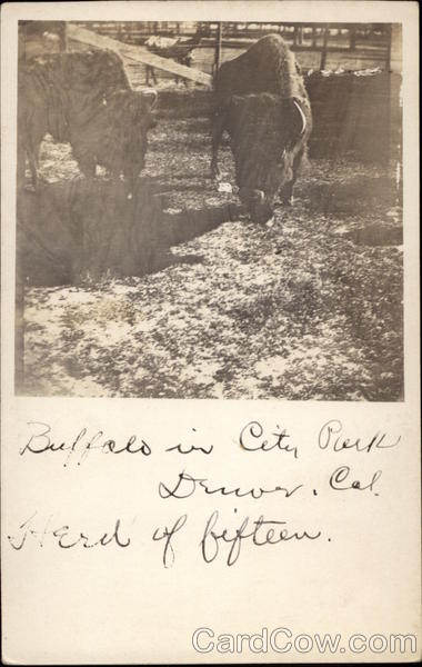 Buffalo in City Park, Herd of fifteen Denver Colorado