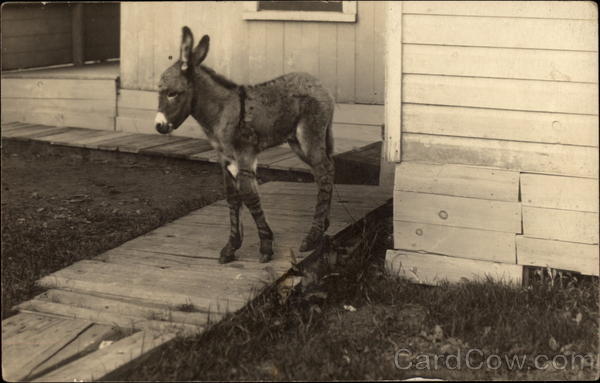 Young Donkey on Decking at Side of House Donkeys