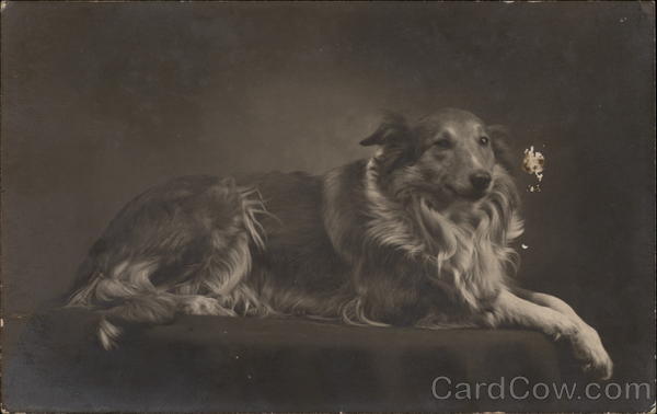 Dog Portrait - Collie Dogs