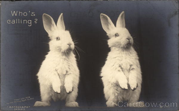 Two White Rabbits Sitting Up