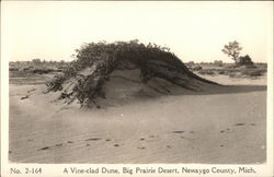 A Vine-Clad Dune, Big Prairie Desert Postcard
