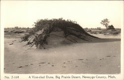 A Vine-Clad Dune, Big Prairie Desert Michigan Postcard Postcard