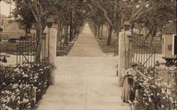 Walkway Lined by Trees Postcard