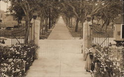 Walkway Lined by Trees Warrington, FL Postcard Postcard