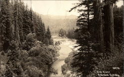 Eel River Redwood Highway, CA Postcard Postcard