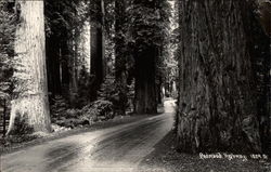 Redwood Highway California Postcard Postcard