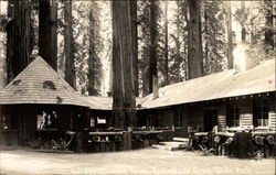 Outdoor dining room. Richardson Grove State Park Postcard