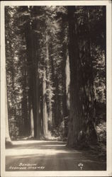 Redwood Highway Benbow, CA Postcard Postcard