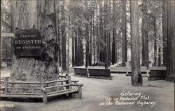 Entering Lanes Redwood Flat Postcard