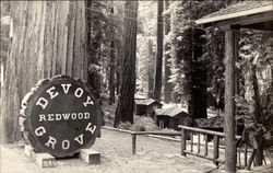Devoy Redwood Grove Postcard