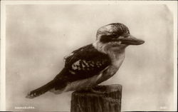 Kookaburra Birds Postcard Postcard