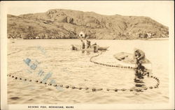 Seining Fish Monhegan, ME Postcard Postcard