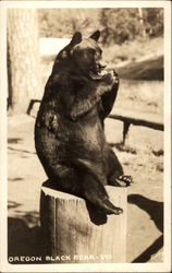 Oregon Black Bear Postcard