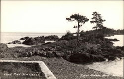 Lone Pine Sentinels Postcard