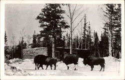 Three Buffalo in Snowy Scene Big Delta, AK Postcard Postcard
