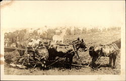 Horses in a Farmer's Field Farming Postcard Postcard