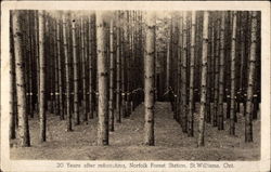 20 Years After Reforesting, Norfolk Forest Station Postcard