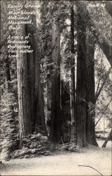 Family Group, Muir Woods Postcard