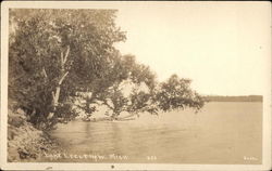 Tree Hanging Over Lake Leelenaw Postcard